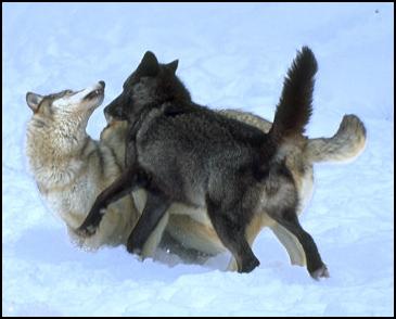 wolfply2.jpg wolfply2.jpg