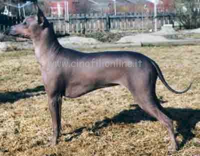 xoloitzcuintlebuono.jpg