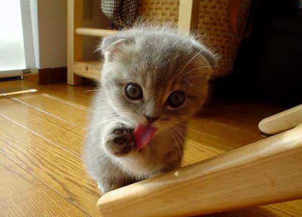 060418_cat.jpeg 060418_cat.jpeg