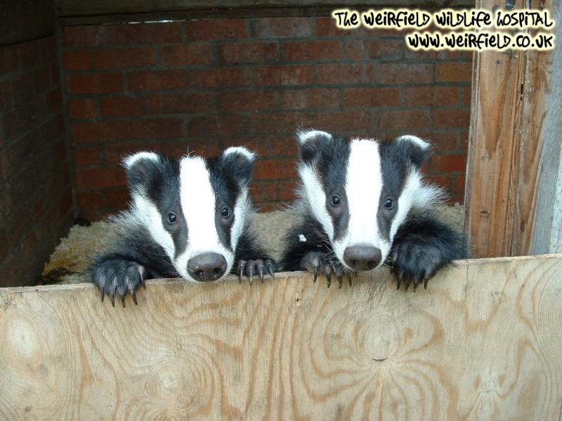 badgers 1024.jpg