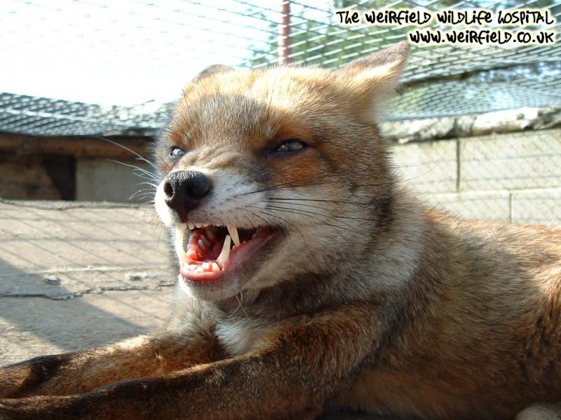 fox teeth 1024.jpg