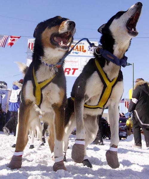 iditarod-sled-dog-race3.jpg