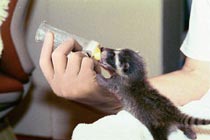 racbaby_glove.jpg racbaby_glove.jpg