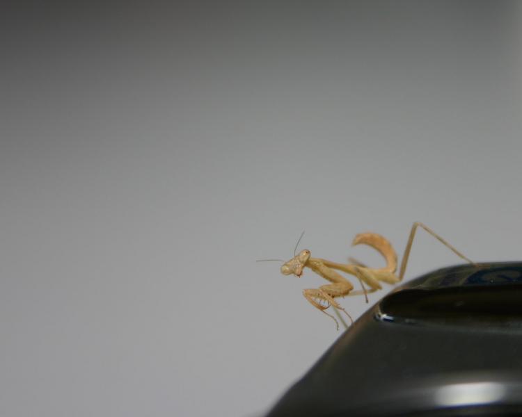 mantis_wallpaper.jpeg.750x600.jpeg mantis_wallpaper.jpeg.750x600.jpeg