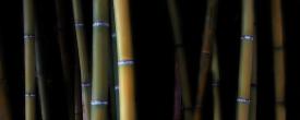 bamboo_web.jpg