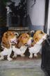 200009-05-3bassets.jpg