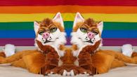 FursuitRainbowWallpaper3 copy.jpg