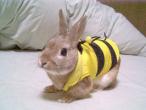 BunnyBee.jpg