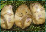 _40494693_dormice_pa_1.jpg