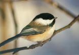 chickadee_1.jpg
