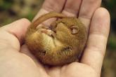 dormouse_ns1b9479.jpg