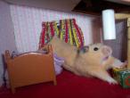 hamster_stretch.jpg