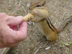 local_wildlife_chipmunk_1.jpg