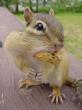 local_wildlife_chipmunk_3.jpg