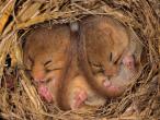 mhd002sleepingdormice.jpg