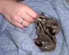 sugargliders_3.jpg