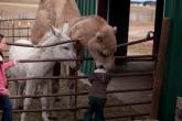 Dromedary eat kid.jpg