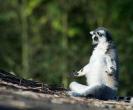Meditating Lemur - 2010_08_17_20_34_warnet_ws_img_r_pod32_90.jpg