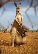 0309_kangeroo.jpg