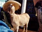 0804_goat.jpg