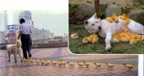 0821_dog_chick.jpg