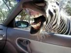 0823_zebra.jpg