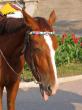0928_horse.jpg