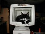 1110_catscreen.jpg