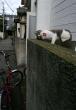 1124_crazycat.jpg