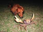 1211_crab.jpg
