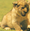 Zuri-LionCub.png