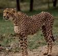 Cheetah.gif