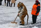 TigerShovelSnow_s40_21520589.jpg
