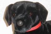 blacklabface.jpg
