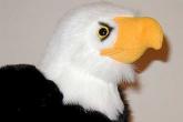 eagleface.jpg