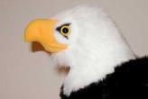 eagleface2.jpg