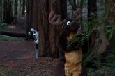 Moose in the Redwoods Unedited 51.jpg
