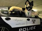 People/Fursuits/2010/09-EF/IMG_4036.jpg