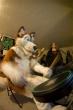People/Fursuits/Group/2008-Misc/IMGP5119.jpg