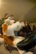 People/Fursuits/Group/2008-Misc/IMGP5120.jpg
