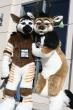 People/Fursuits/MFF08/AkitaInus/001ktcc3.jpg