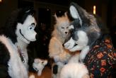 People/Fursuits/MFF08/Enziru/3054473646_e9142003ff_b.jpg