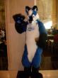 People/Fursuits/MFF08/OmegaFolf/GEDC0055.jpg