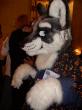 People/Fursuits/MFF08/OmegaFolf/GEDC0190.jpg