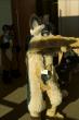 People/Fursuits/MFF08/Orzel/mff2008_orzel_149.jpg