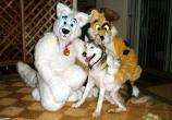 People/Fursuits/Rascal01.jpg