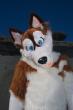 People/Fursuits/Russ01.jpg