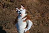People/Fursuits/Russ13.jpg