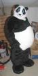 pandaguy.jpg