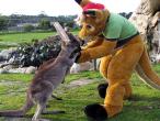 OzKangaroo.jpg